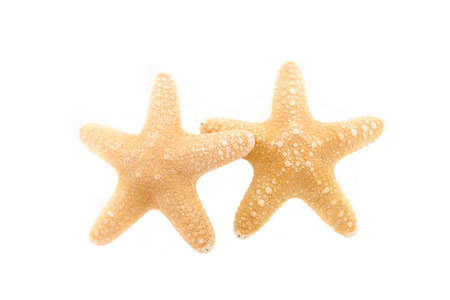 tropical starfishの写真素材