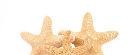 tropical starfishの写真素材