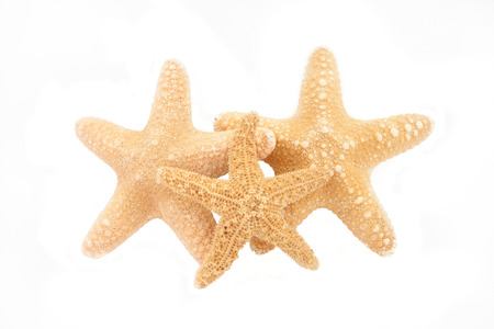 tropical starfishの写真素材