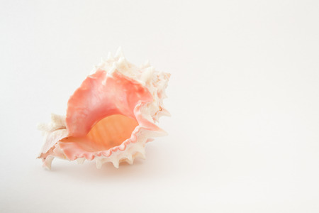 tropical seashellの写真素材