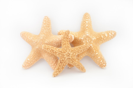 tropical starfishの写真素材
