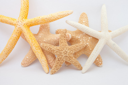 tropical starfishの写真素材