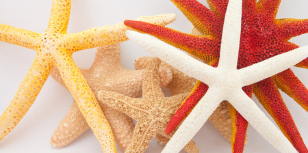 tropical starfishの写真素材