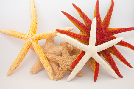 tropical starfishの写真素材