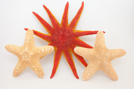 tropical starfishの写真素材