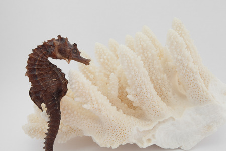 white coral and seahorseの写真素材
