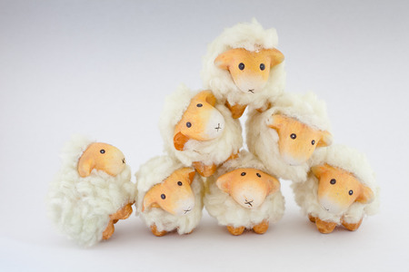 Cute sheep playing together