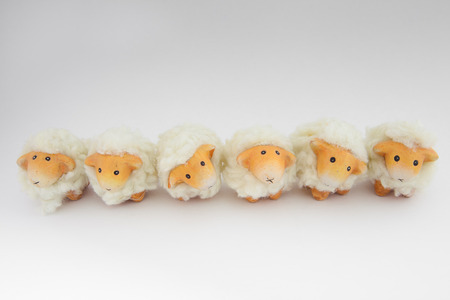 Cute sheep playing together