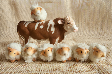 Seven cute sheep and a cow playing together in the farmの写真素材