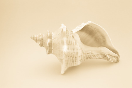 tropical shell