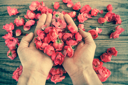 hand among red roses on a wooden table, vintage effectの写真素材