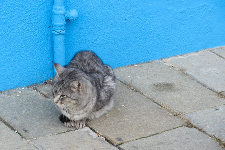 Cat in the Burano island, Italyの写真素材