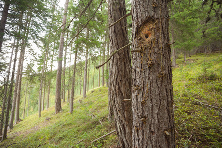 Woodpecker sign inside a typical forest of the Italian Alps