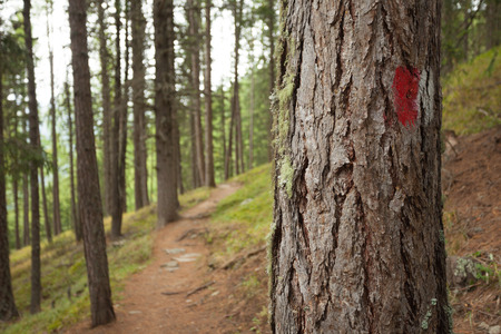 Red and white path sign painted in a pine tree inside a woods, in a cloudy day.の写真素材