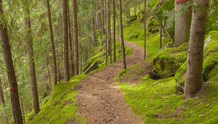 walking into the forest long a path in a cloudy day. No people aroundの写真素材
