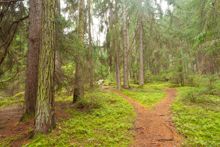 A single alpine path splits in two different directions. It's an autumnal cloudy day.の写真素材