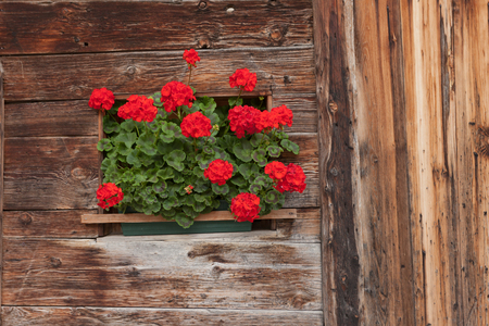 Detail of a traditional old balcony  with red geraniums from an old house in St. Magdalena in Val di Funesの写真素材