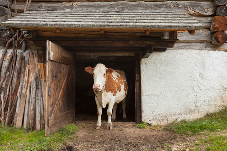 A cow is standing out its cowshed in a mountain pasture in Val di Funes - Dolomitesの写真素材
