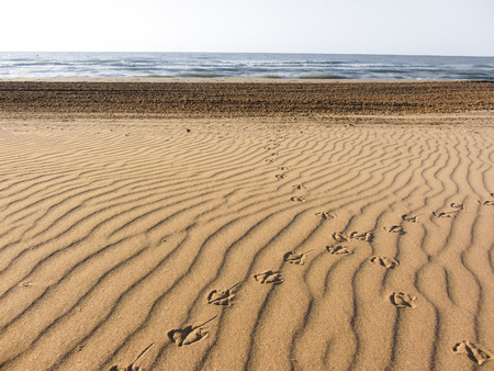 Seagull footprints on yellow sand from an Italian beachの写真素材