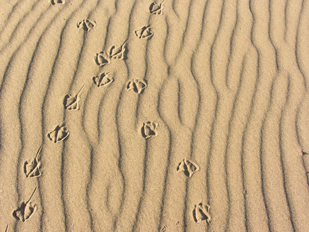 seagull footprints on yellow sand from an Italian beachの写真素材