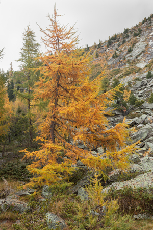 yellow larches at fall in the woodsの写真素材