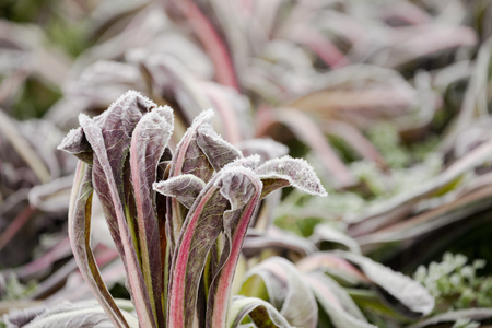 frost salad after a cold night in winterの写真素材