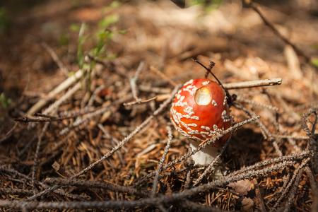 Young Amanita Muscaria grown up inside a forestの写真素材