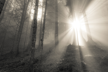 the sun inside a woods in a foggy dayの写真素材