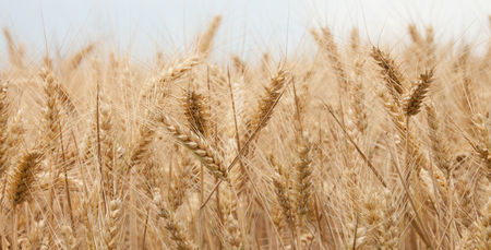 close up on ripe wheat ears on reaping time in middle Juneの写真素材