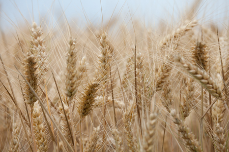 close up on ripe wheat ears on reaping time in middle Juneの写真素材