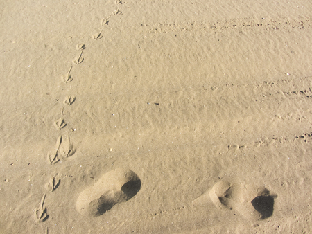 seagull footprints on yellow sand from an Italian beachの写真素材