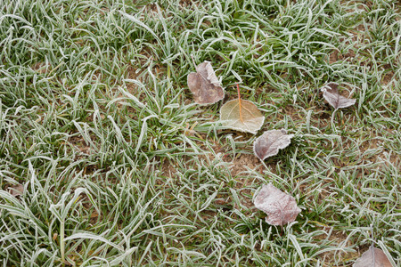 frost grass after a cold night in winterの写真素材