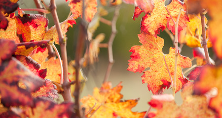 autumnal colors after the harvest in an Italian vineyardの写真素材