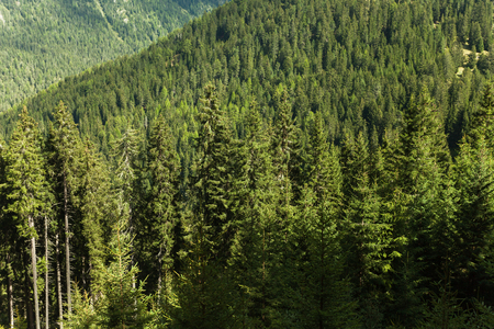 wide view from a typical forest of larches in the Italian Alpsの写真素材