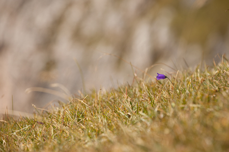 Mountain flower from the Dolomites - ITALYの写真素材