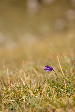 Mountain flower from the Dolomites - ITALYの写真素材