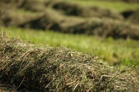 Rural scene during hay harvest in Villnoess in Dolomitesの写真素材