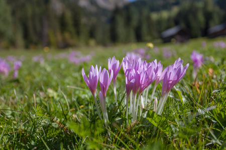 crocus in a wide green pasture in Dolomites in a sunny dayの写真素材