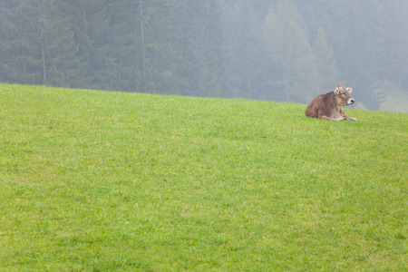 An happy brown alpine cow resting in a green pasture in Dolomites areaの写真素材