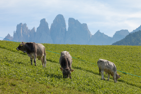 Some alpine cow in a green pasture in Dolomites areaのeditorial素材