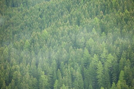A misty day over an Italian mountain forest