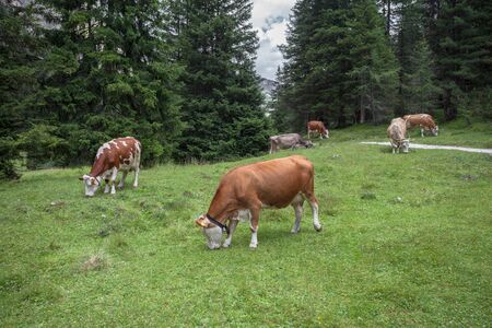 Some cows in a pasture in Val Gardena in Italyの写真素材