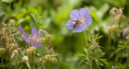 A bee over a violet mountain flower from a green pasture of the Italian Dolomitesの写真素材
