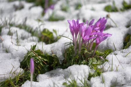 crocus in a wide green pasture in Dolomitesの写真素材