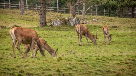 A group of young deers in a green alpine pasture;の写真素材