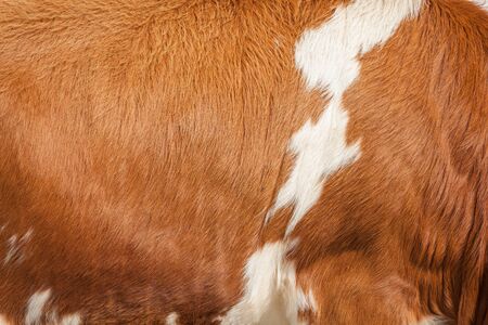 body texture from a bovineの写真素材