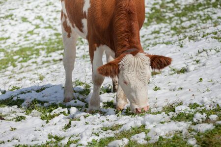 A brown alpine cow in a green pasture covered with snow in Dolomites areaの写真素材