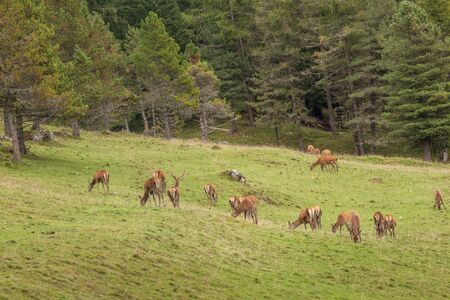 A group of young deers in a green alpine pasture;の写真素材