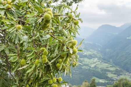 chestnut tree in the early seasonの写真素材