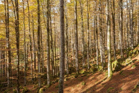 foliage inside an Italian forest at fallの写真素材